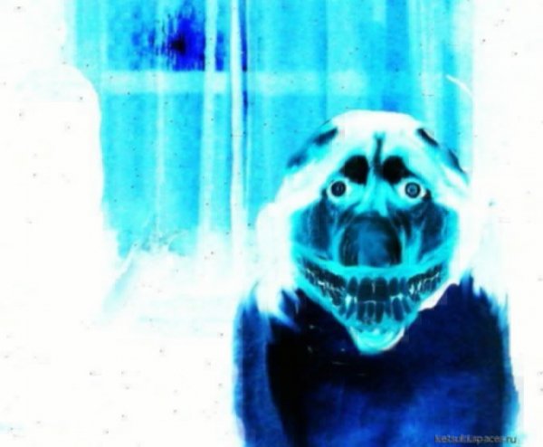Smile.dog--001