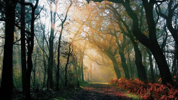 Backiee-46243-landscape