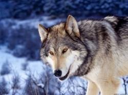 file_52848437