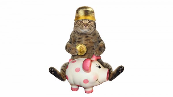 Bitcoin-cat