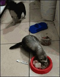 Собакен, хорёк