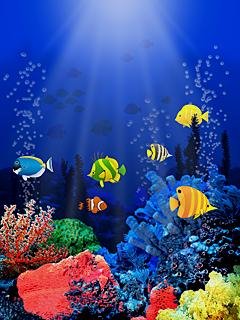Reef