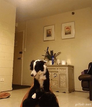 gif, dogs