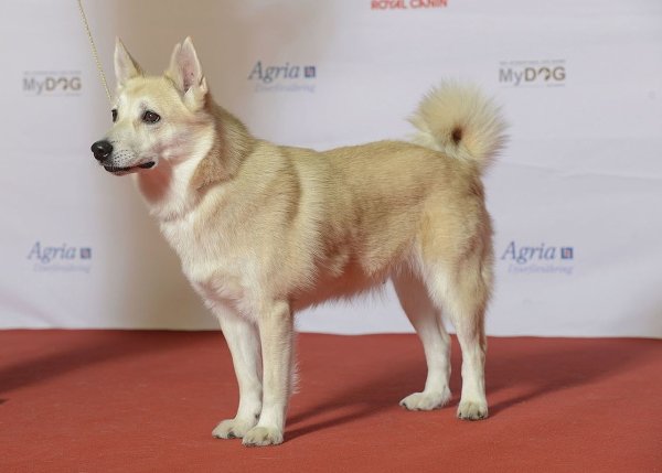 Норвежский бухунд (3)