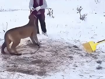 Освобождение Пумы из капкана