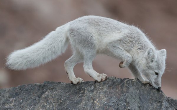 Polar Animals 5