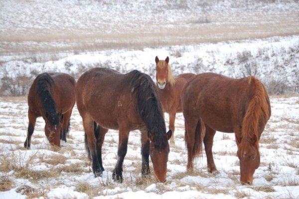 Лошадь Новоалтайская