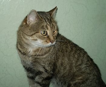 kot