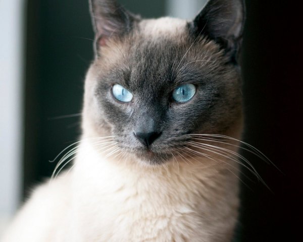 Тайская кошка (3)