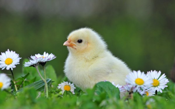 Chicks and Bunnies