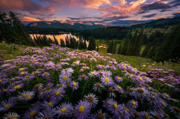 Les-tsvety-vodoem-nebo-leto-kholm