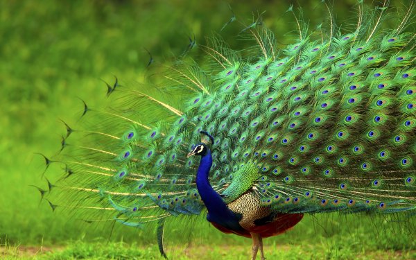 Birds of Many Feathers 9