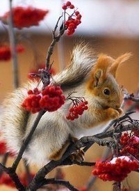 лесная красавица