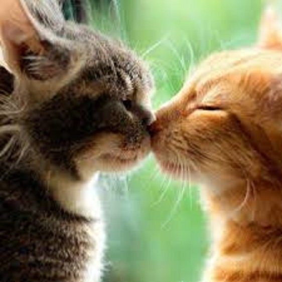 Коты...