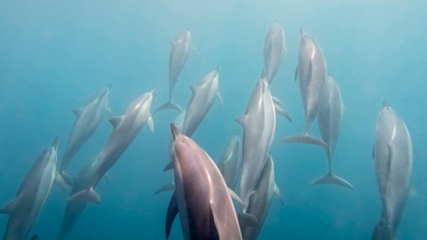 Whales and dolphins premium 5