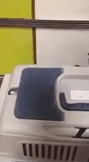гифки, котэ, живность