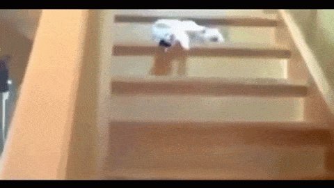 gifs 21(2)
