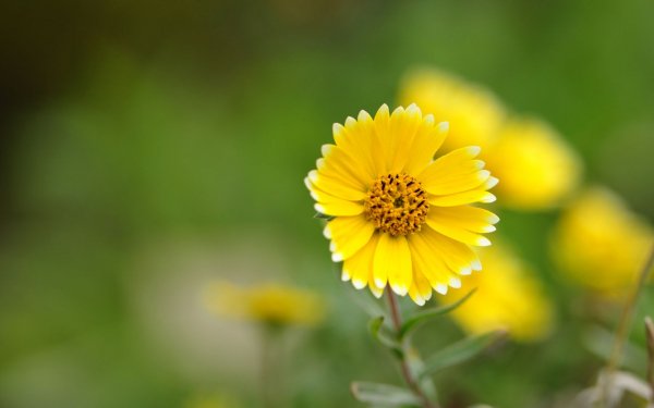 file_83479580