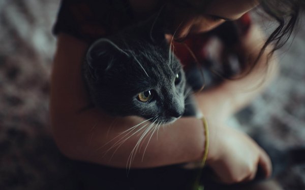 Котэ обои ПК