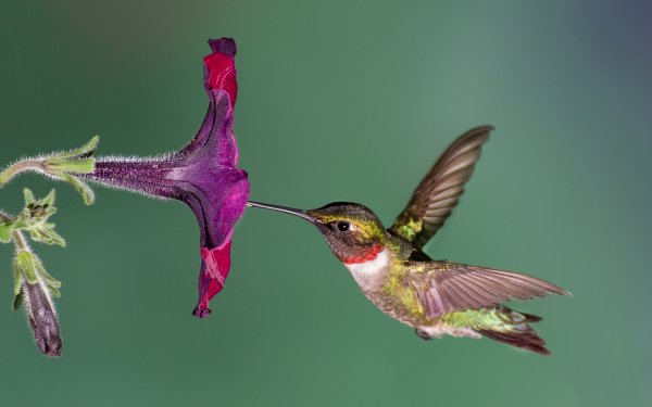 Birds of Many Feathers 6