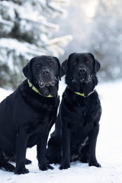 ESXDDSDSDDXSGCDFCRAZ2M