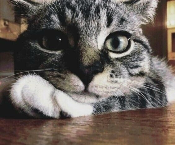 Котэ