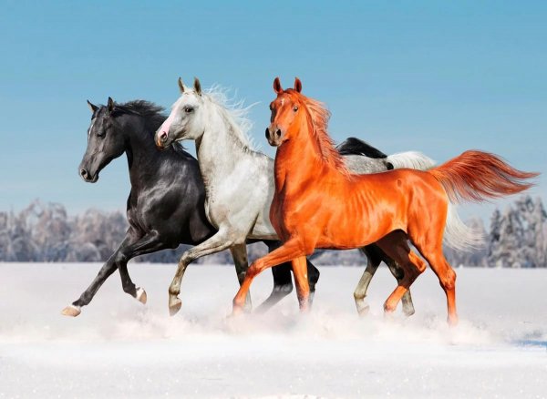 horse-156