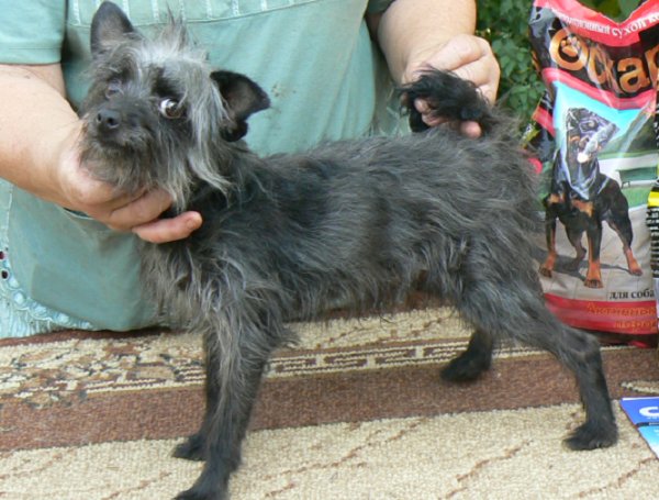 Московский дракон