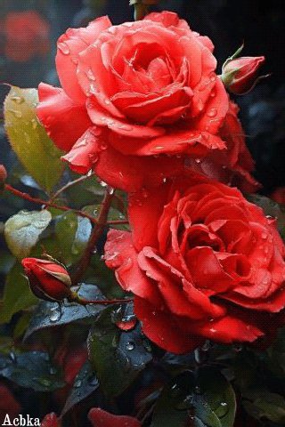 file_95481172