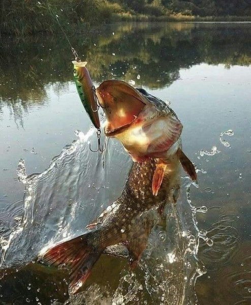 Щука, рыбалка