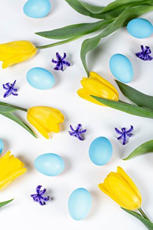 Easter Tulips White background Yellow Eggs Petals 581886 300x