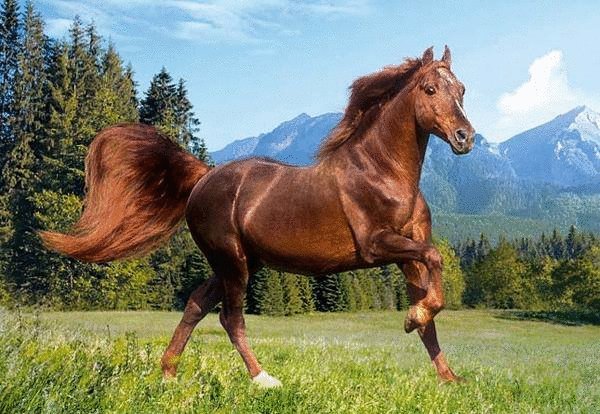 Красивый конь