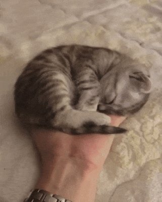 Когда Котик Уснул На Ладошке, И Ты Стараешься Его Не Разбудит