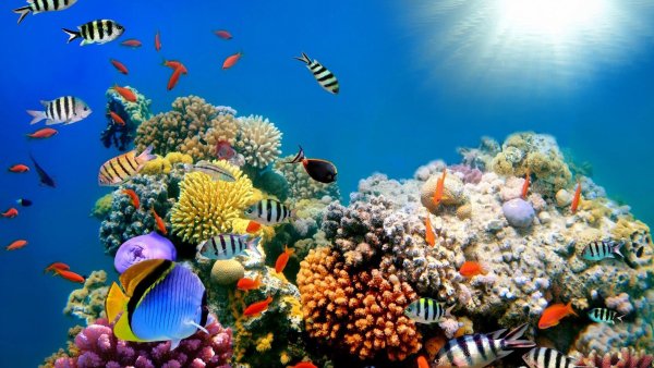 colorful shoal of fishes near coral reefs under sea hd animal
