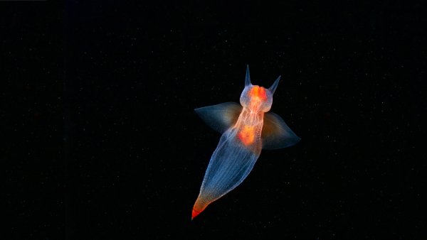 Sea Angel Морские ангелы UHD Обои 8К