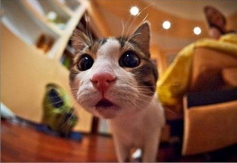 Человек человеку кот