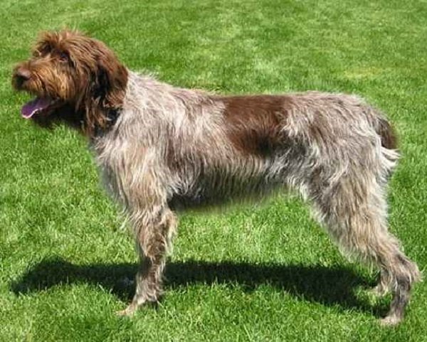 Нивернезский (нивернезский) гриффон (3)