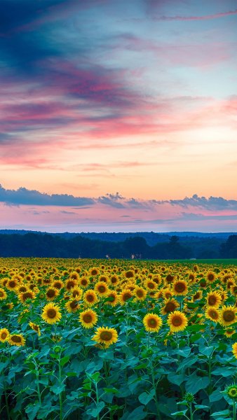 dailywalls 1077