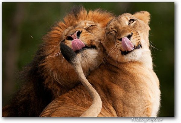 Befbd4559e62f384a5c80556179ad008