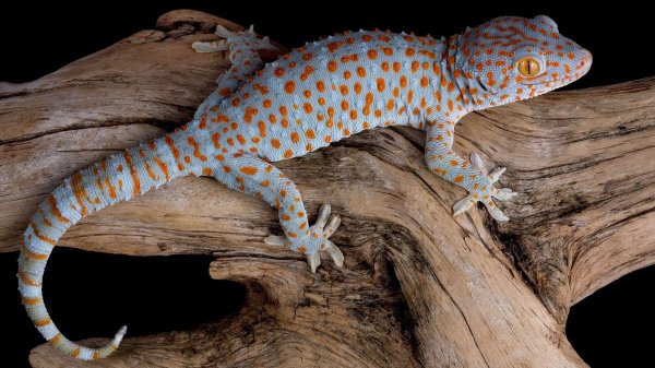 Tokay-gecko-uhd-4k-wallpaper