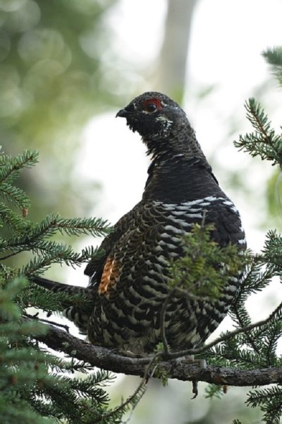 ТЕТЕРЕВ (самка) (2)