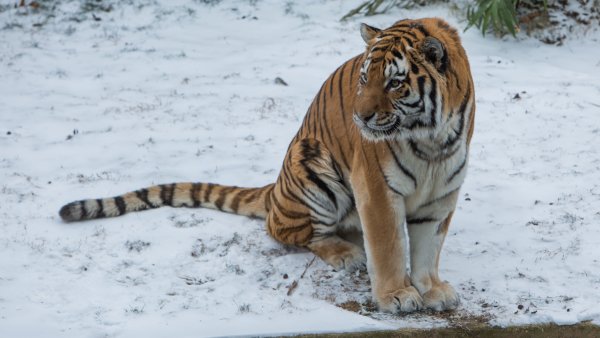 Tiger-Wallpaper-44803