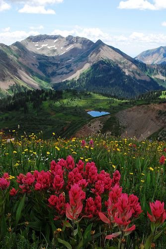 La Plata Mountains wildflowers