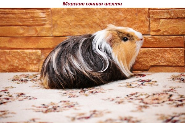 Морская свинка шелти