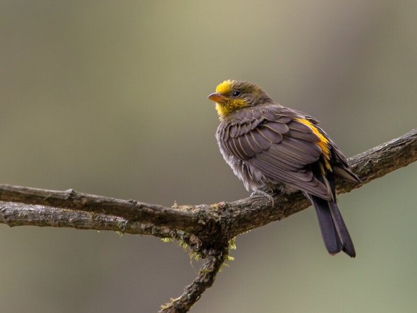 ИНДИЙСКИЙ МЁДОУКАЗЧИК