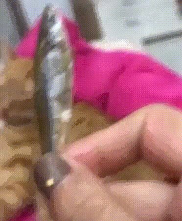gif-30102020-001
