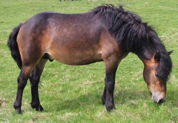 Эксмурская порода пони