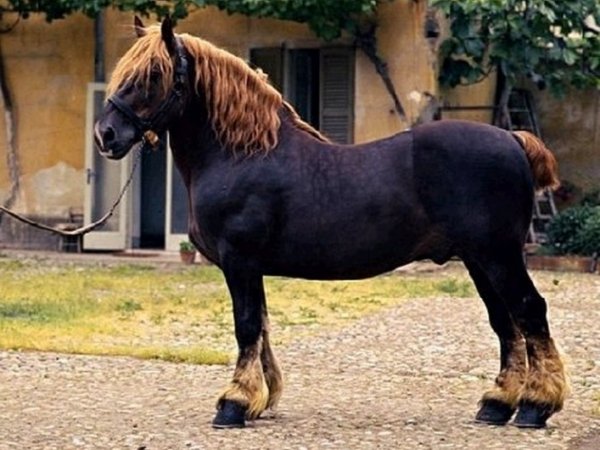 Итальянский тяжеловоз (2)