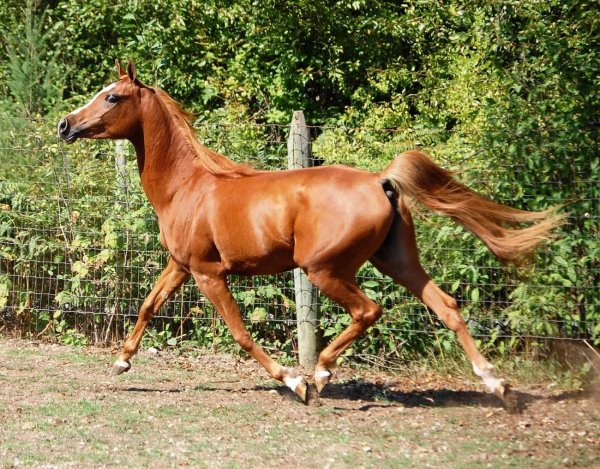 Лошадь Арабская (рыжая)