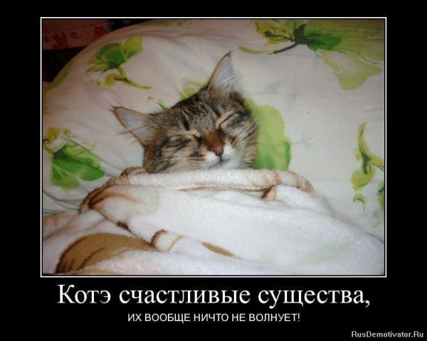 Коты счастливые существа...